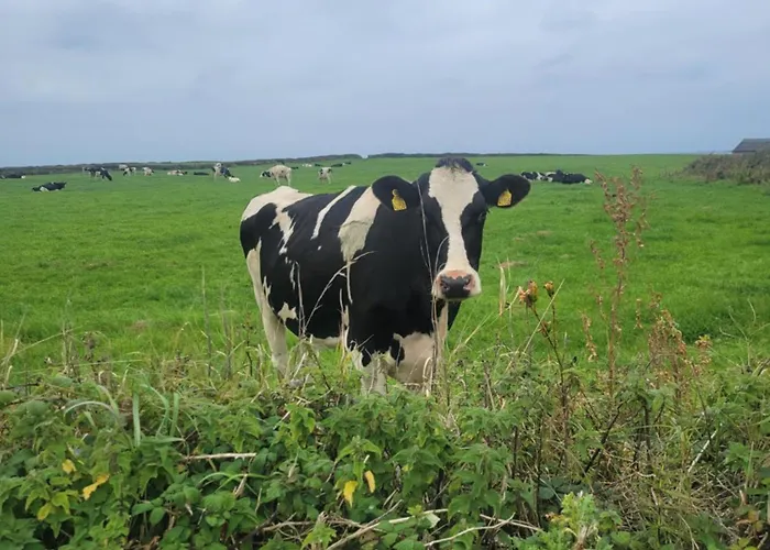 Coastal View Mullagh (Clare)