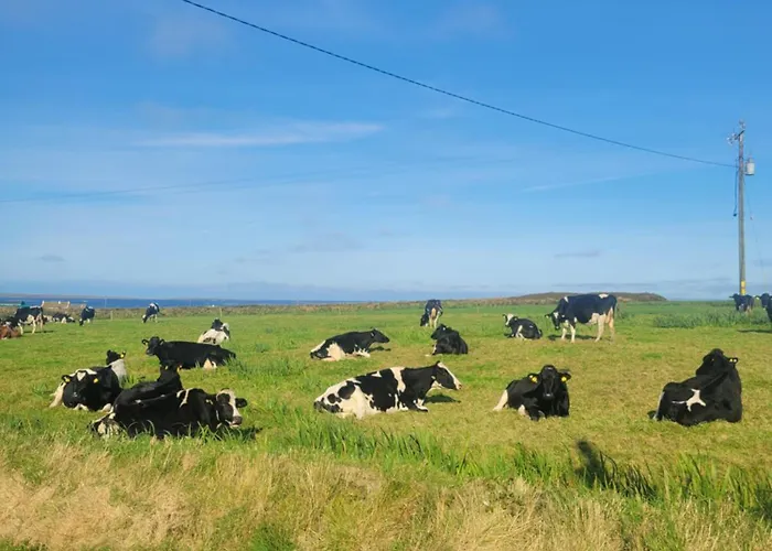 Coastal View * Mullagh (Clare)